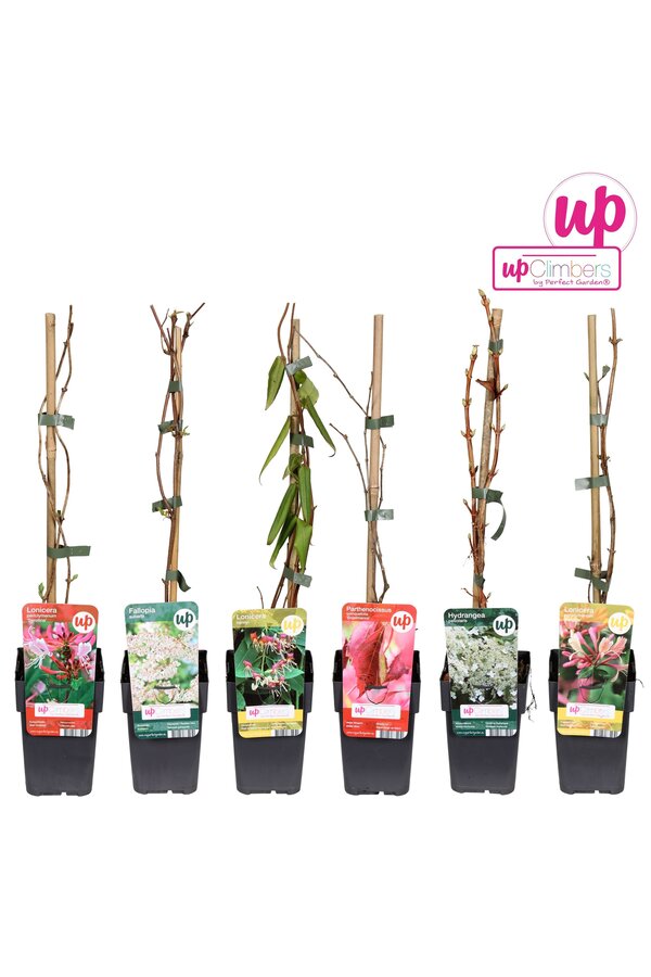 Klimplanten Clematis mix tray value P12