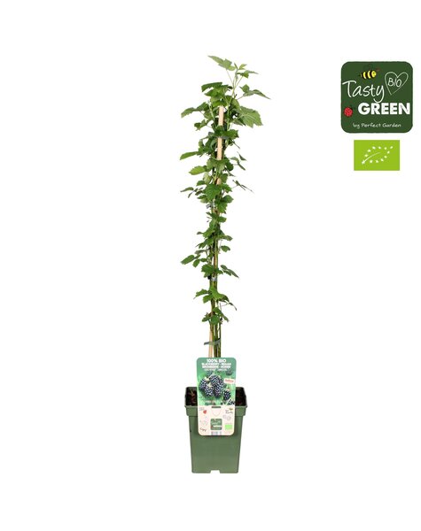 Rubus Navaho® Summerlong® Bio P23