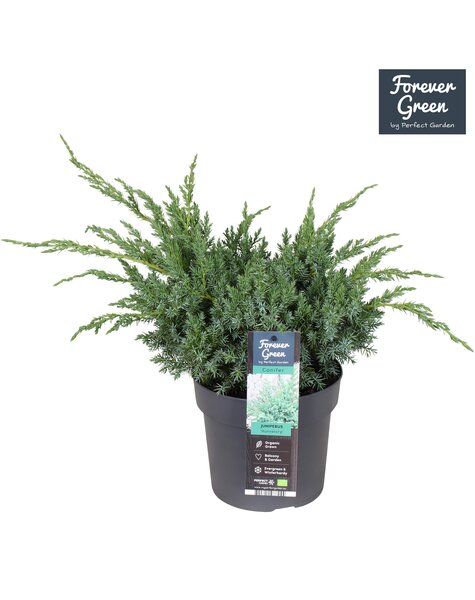 Juniperus squamata Hunnetorp P19