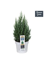 Juniperus chinensis Stricta P19 - Bio