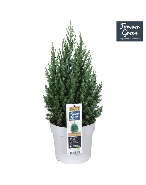 Juniperus chinensis Stricta P19 - Bio