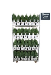 Juniperus chinensis Stricta P19 - Bio