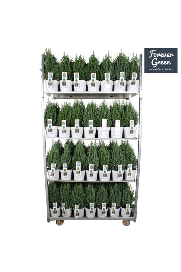 Juniperus chinensis Stricta P19 - Bio