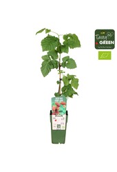Rubus Tayberry Bio P15