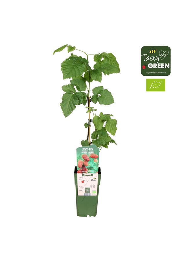 Rubus Tayberry Bio P15