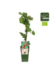 Rubus Tayberry Bio P15