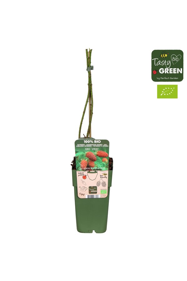 Rubus Tayberry Bio P15