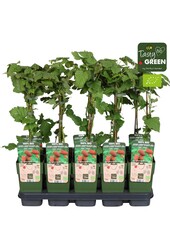 Rubus Tayberry Bio P15