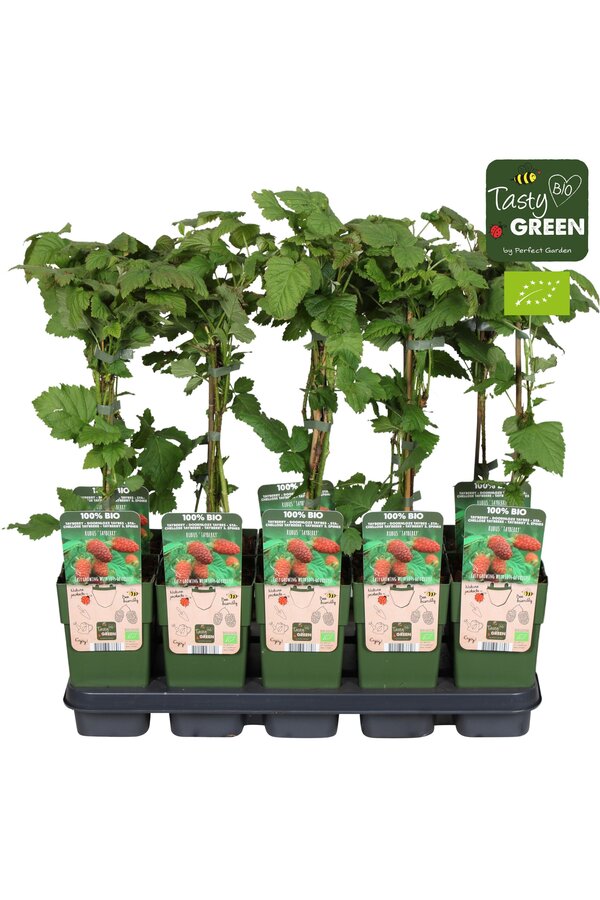 Rubus Tayberry Bio P15