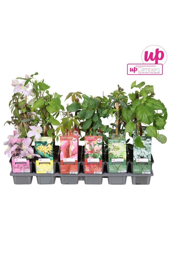 Klimplanten mix tray budget P9