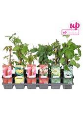 Klimplanten mix tray budget P9