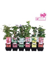 Klimplanten mix tray budget P9