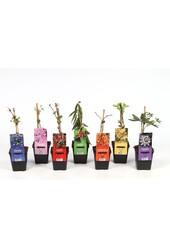 Klimplanten mix tray budget P9