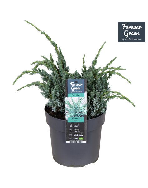 Juniperus squamata Meyeri P19