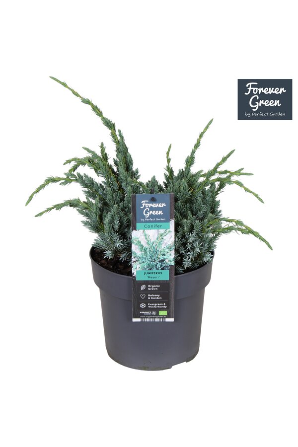 Juniperus squamata Meyeri P19