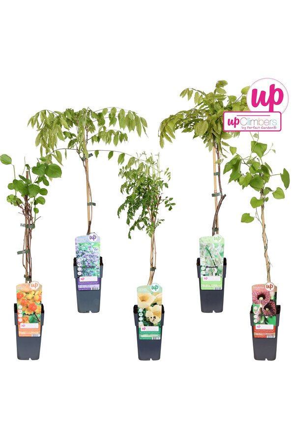 Klimplanten mix tray exclusief P15