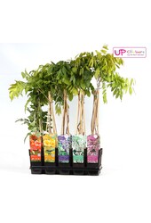 Klimplanten mix tray exclusief P15