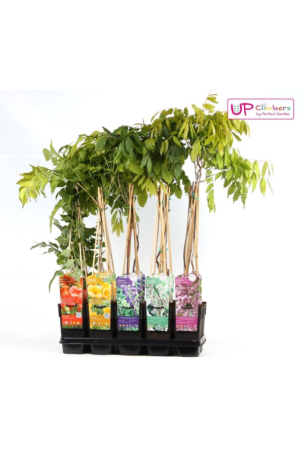 Klimplanten mix tray exclusief P15