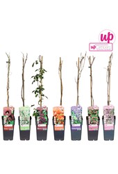 Klimplanten mix tray exclusief P15