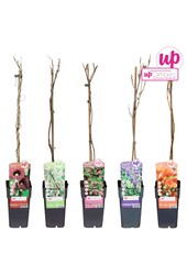 Klimplanten mix tray exclusief P15