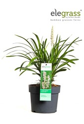 Liriope muscari Monroe White P19