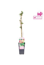 Lonicera heckrottii Goldflame P15