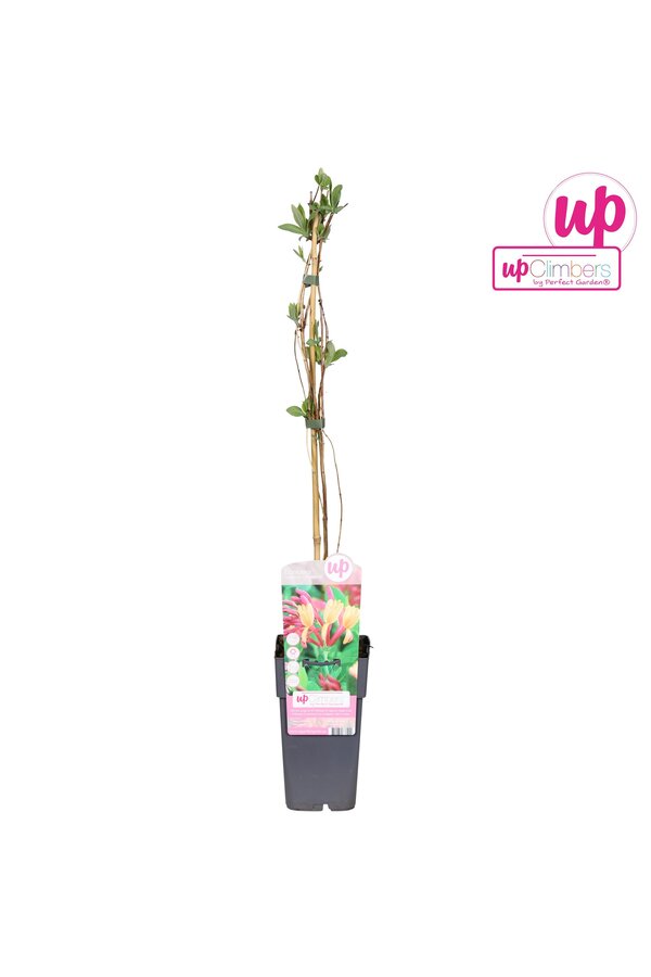Lonicera heckrottii Goldflame P15