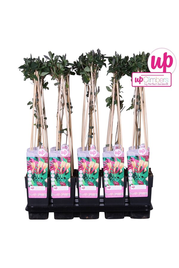 Lonicera heckrottii Goldflame P15