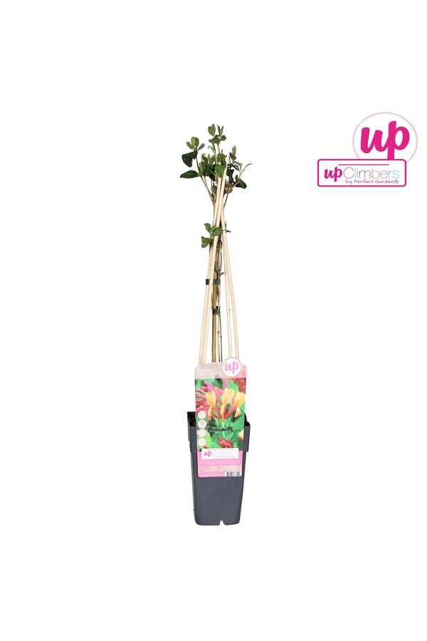 Lonicera heckrottii Goldflame P15
