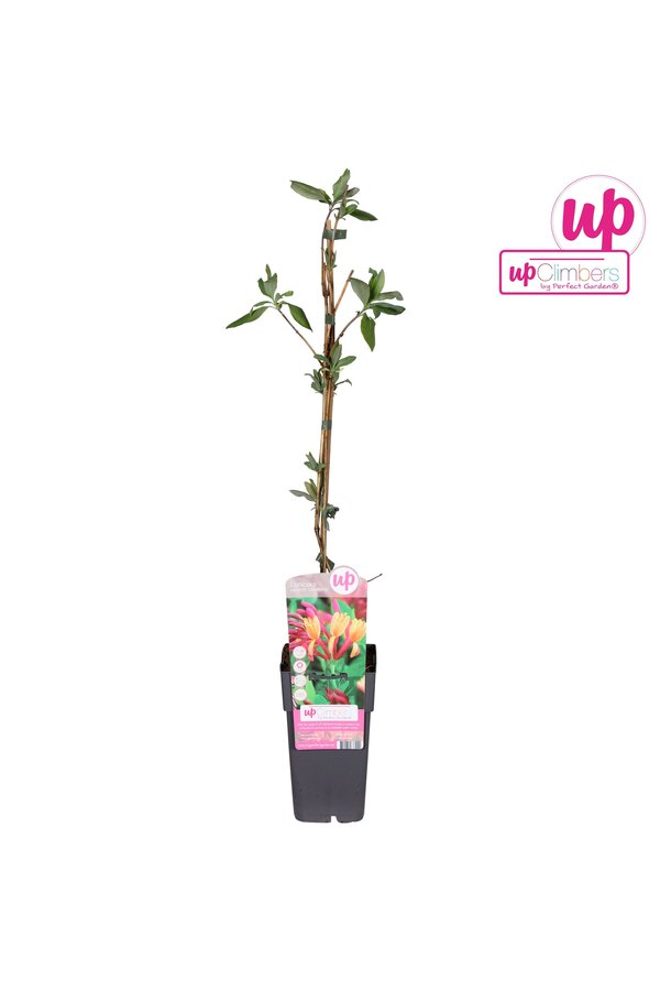 Lonicera heckrottii Goldflame P15