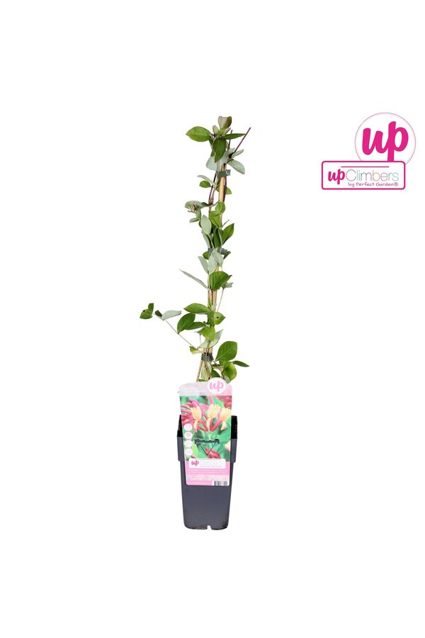 Lonicera heckrottii Goldflame P15