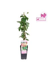 Lonicera heckrottii Goldflame P15