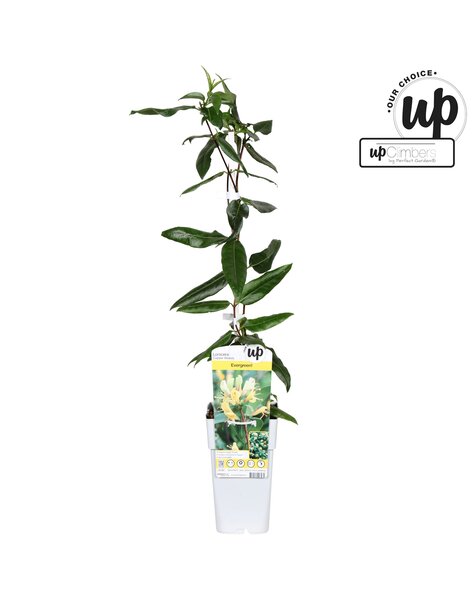 Lonicera henryi Copper Beauty P15