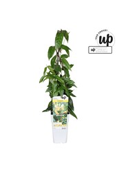 Lonicera henryi Copper Beauty P15