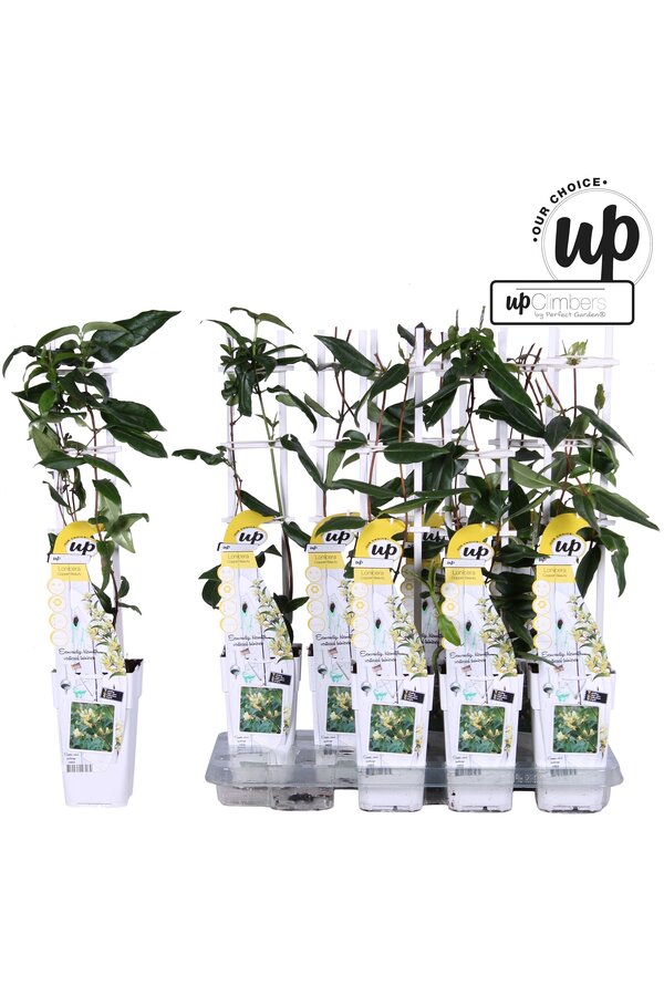 Lonicera henryi Copper Beauty P15