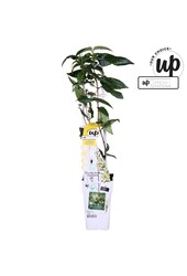 Lonicera henryi Copper Beauty P15