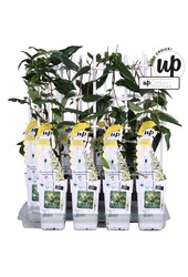 Lonicera henryi Copper Beauty P15