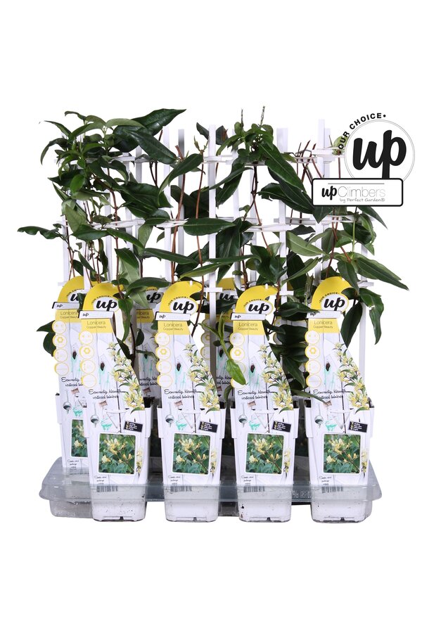 Lonicera henryi Copper Beauty P15