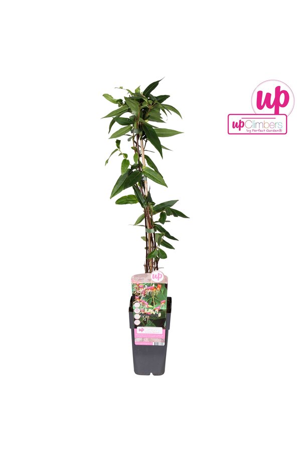 Lonicera Henryi P15