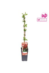 Lonicera japonica Red World P15