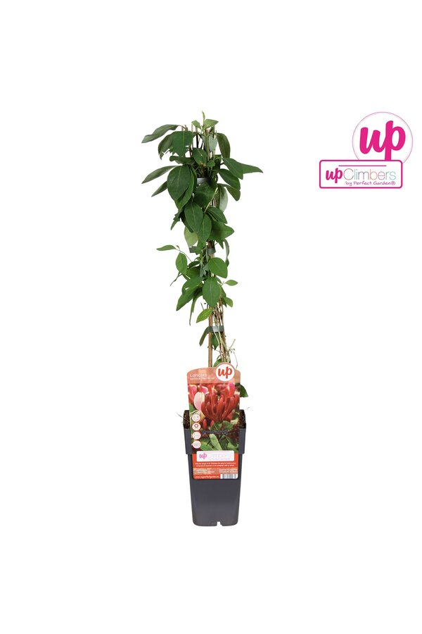 Lonicera japonica Red World P15