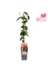 Lonicera japonica Red World P15