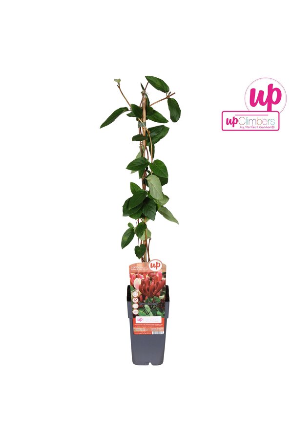 Lonicera japonica Red World P15