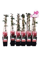 Lonicera japonica Red World P15