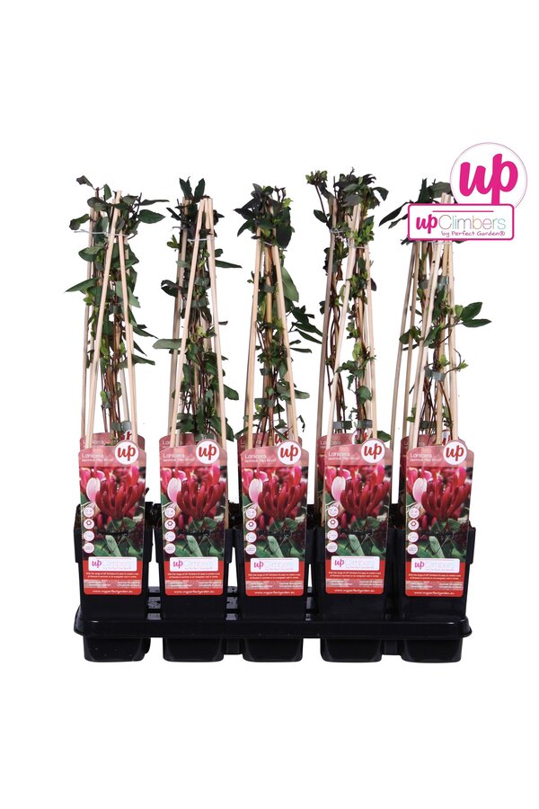 Lonicera japonica Red World P15