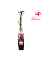 Lonicera japonica Red World P15