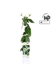 Lonicera similis Delavayi P15