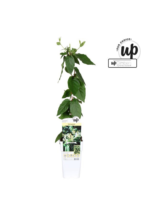 Lonicera similis Delavayi P15