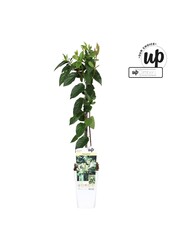 Lonicera similis Delavayi P15