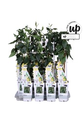 Lonicera similis Delavayi P15